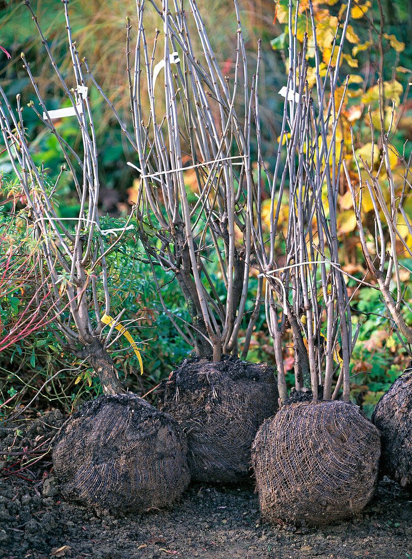 Syringa vulgaris (lilac), solitary bushes with bales, without foliage