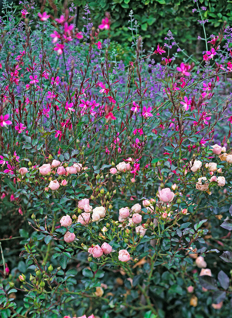 Rosa 'Sweet Meidiland' (Rose), Gaura lindheimeri 'Siskyou Pink'