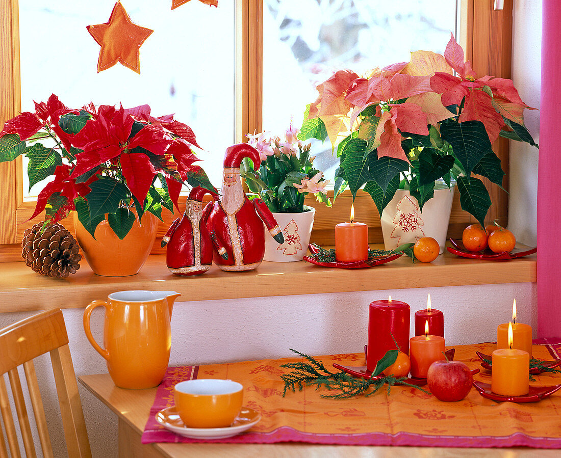 Fensterbank weihnachtlich dekoriert mit Euphorbia pulcherrima