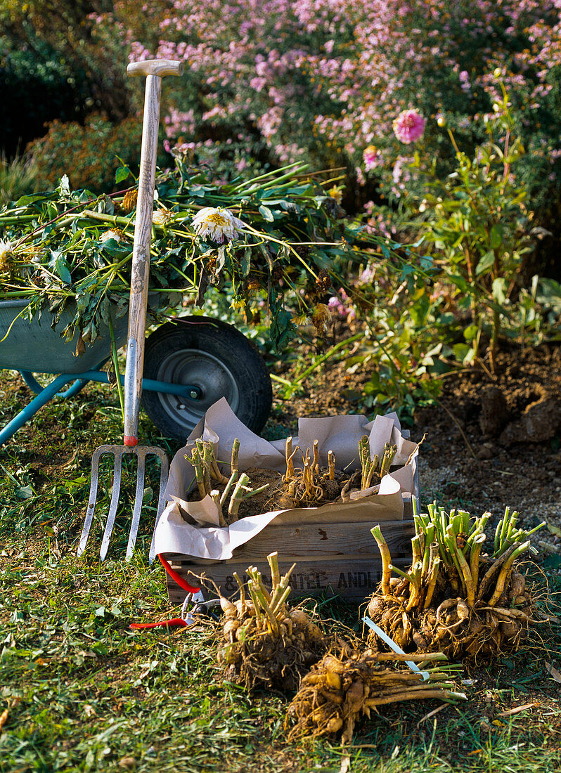 Hibernate dahlias