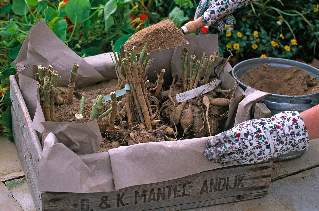 Hibernate dahlias