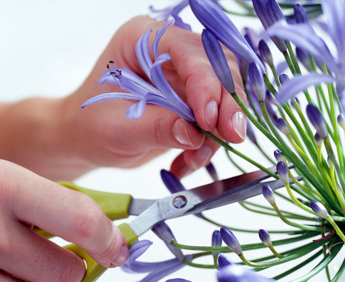 Arrangement of Agapanthus,