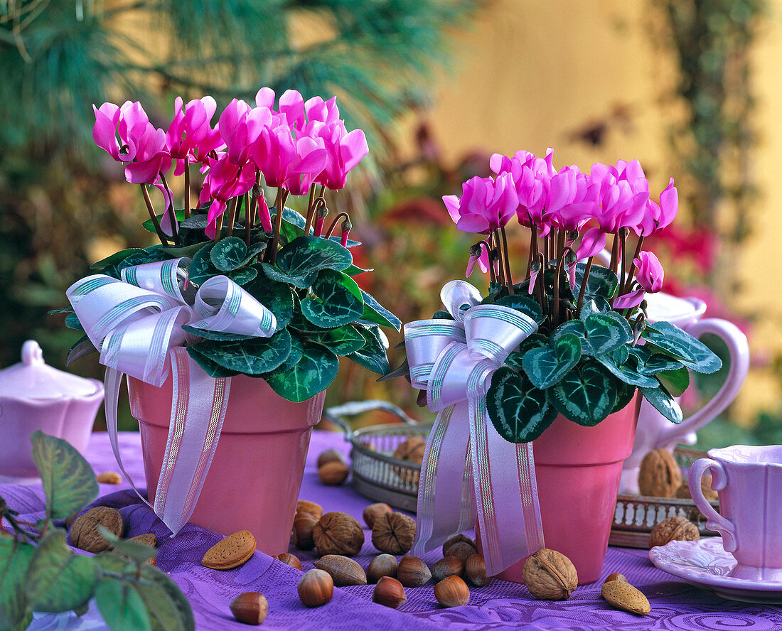 Cyclamen (cyclamen), pink pots, bows, nuts, almonds, pink tableware