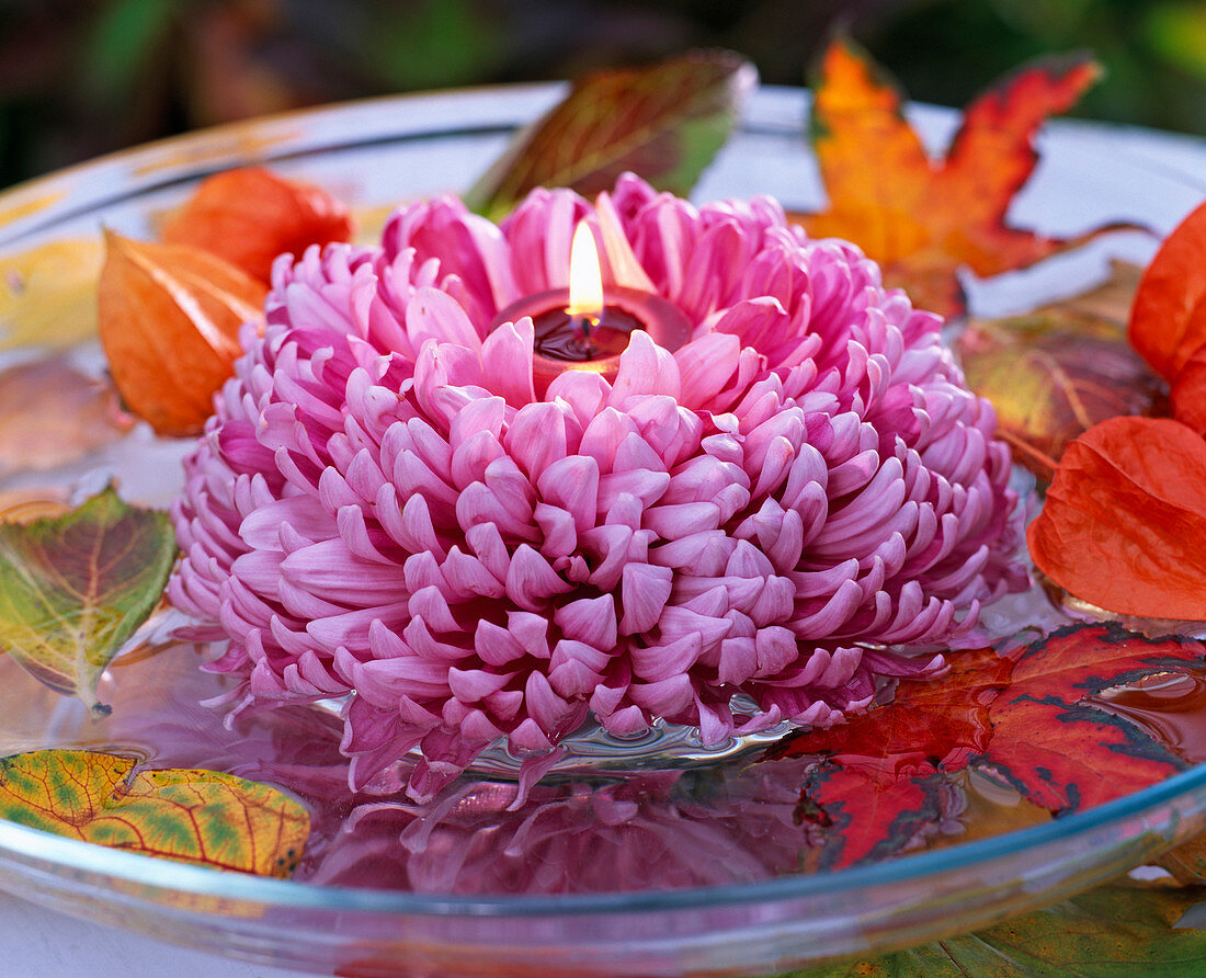 Chrysanthemum (Herbstcrysantheme) lila, großblumig