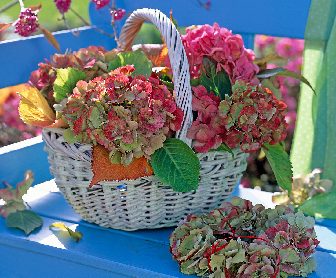 Hydrangea (Hortensie), Blüten in weißen Weidenkorb