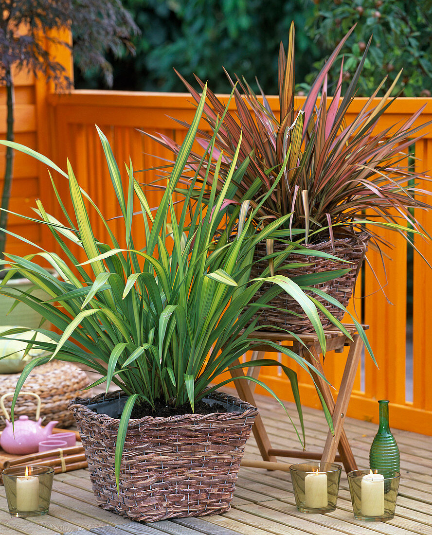 Phormium 'Variegatum' 'Maori' (New Zealand Flax) in baskets