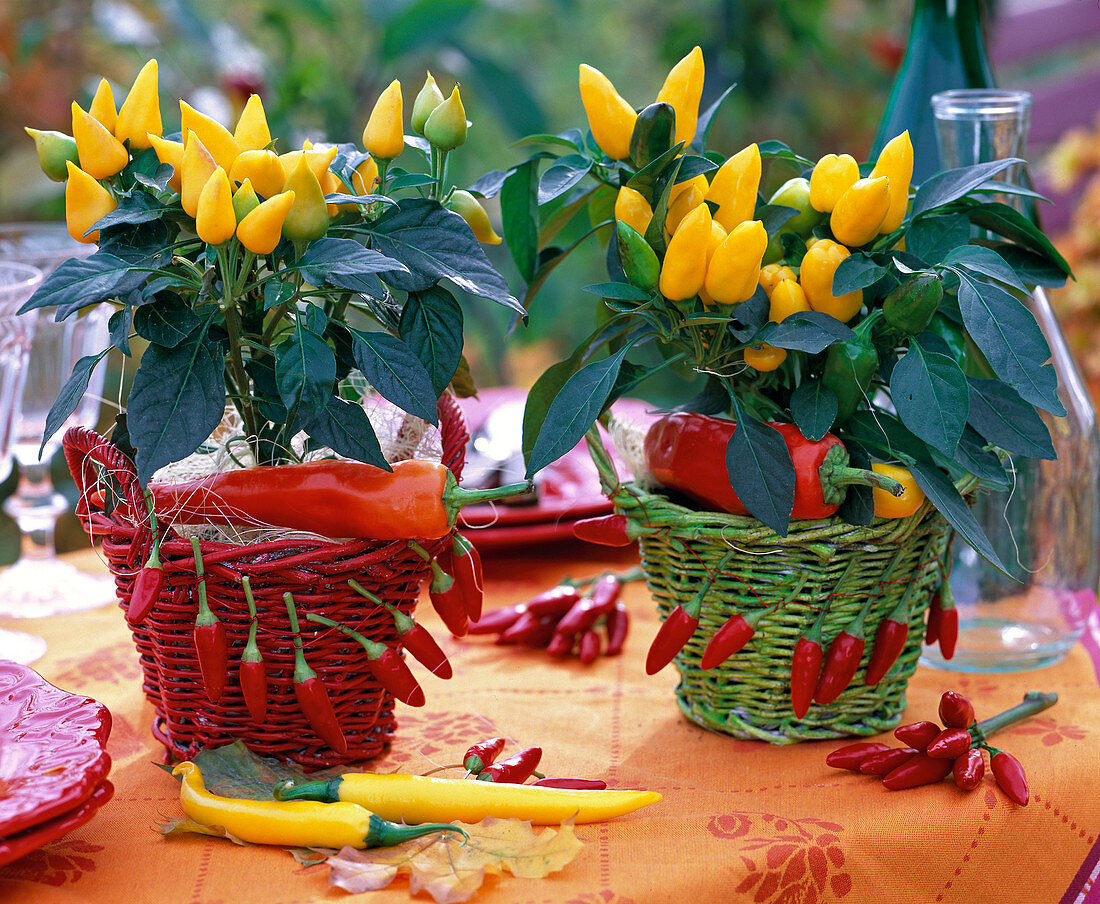 Capsicum annuum and frutescens