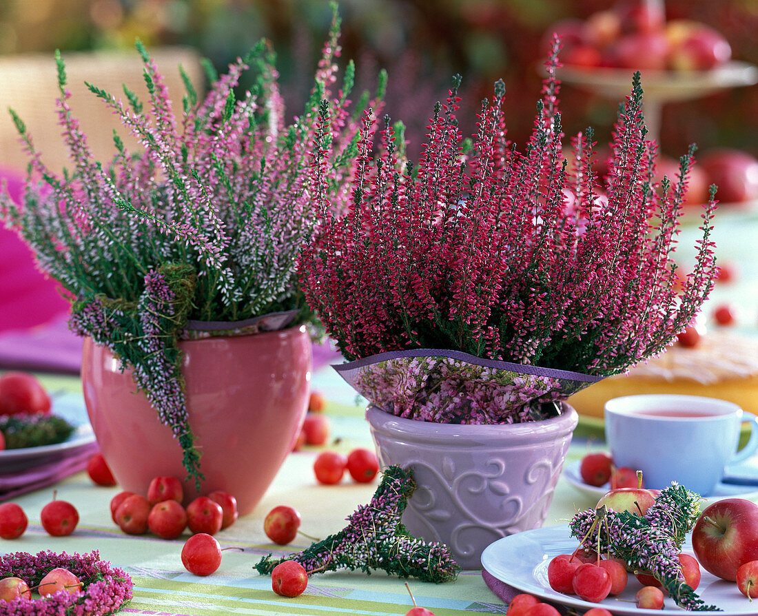 Calluna Garden Girls 'Aphrodite' & 'Annette' (Knospenblühende Heide)