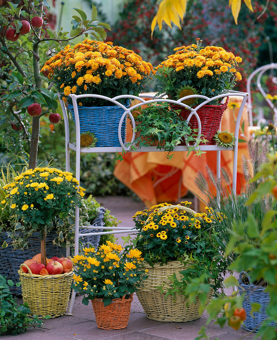 Chrysanthemum Dreamstar 'Volcano', Yahou 'Golden', Improved Tedcha