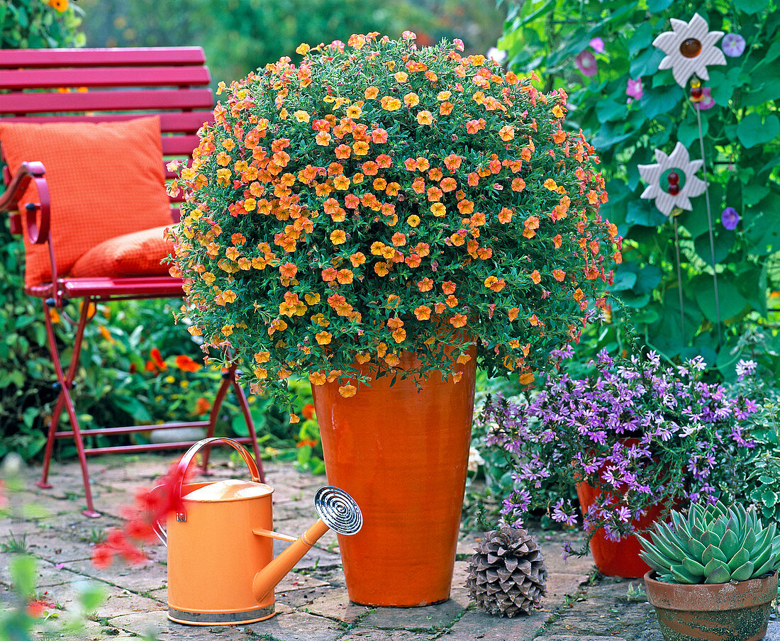 Calibrachoa Millionbells ' Golden Terracotta ' (Zauberglöckchen), Scaevola