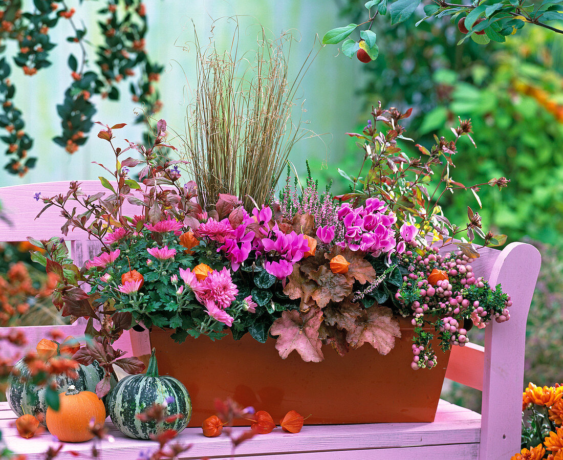 Cyclamen (Alpenveilchen), Chrysanthemum (Chrysantheme), Pernettya