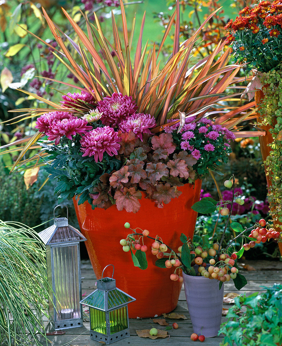 Chrysanthemum, Phormium 'Maori'