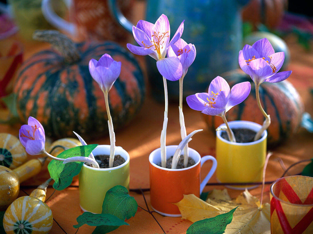 Crocus speciosus 'Cassiope' (Herbstkrokus) in bunten Tassen