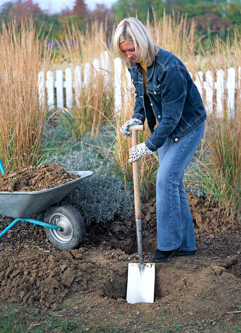 Plant the rose 'Flash Meidiland' in the bed (2/9)