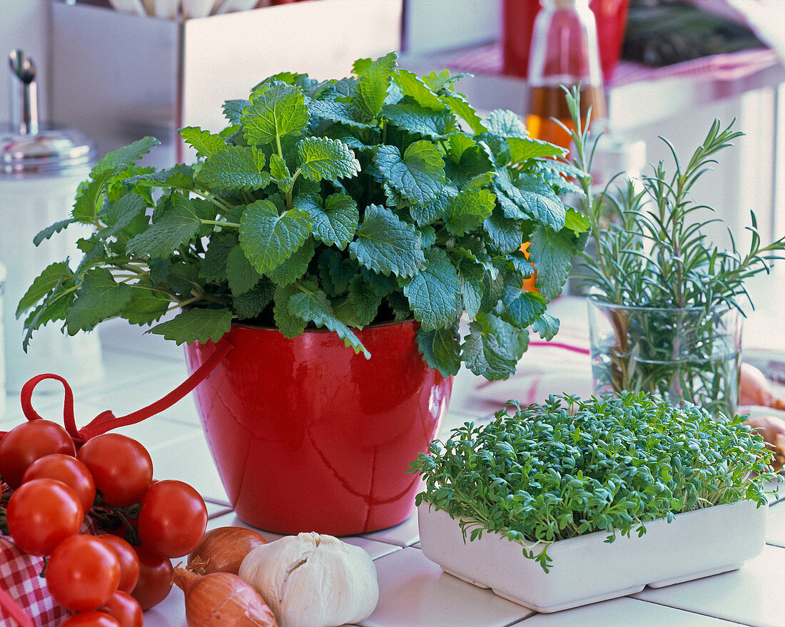 Melissa (lemon balm) in red planter