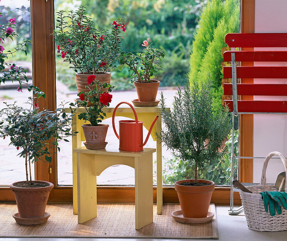 Fuchsia (fuchsia), Pelargonium (geranium), Rosmarinus (rosemary)