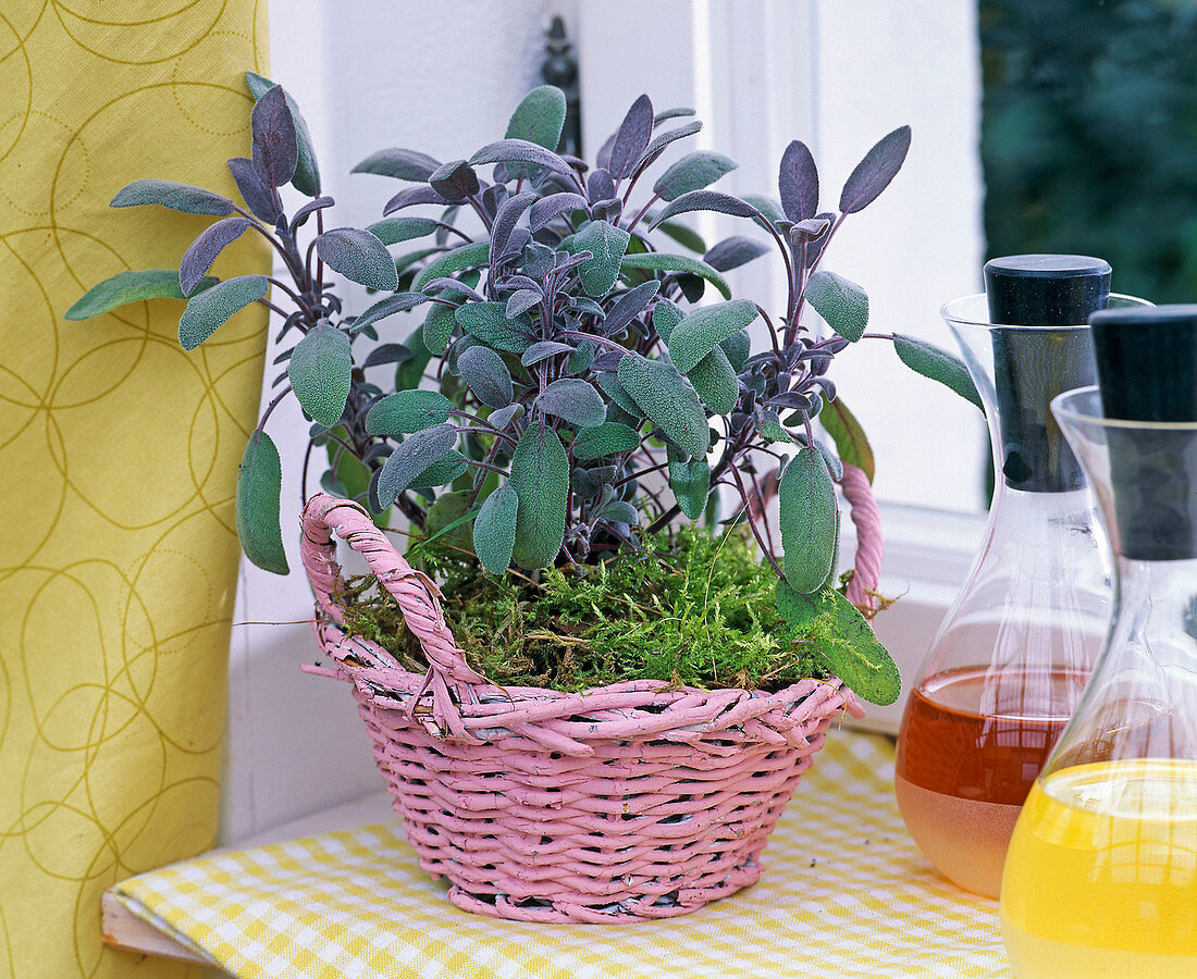 Salvia officinalis 'Purpurascens' (sage) in pink basket