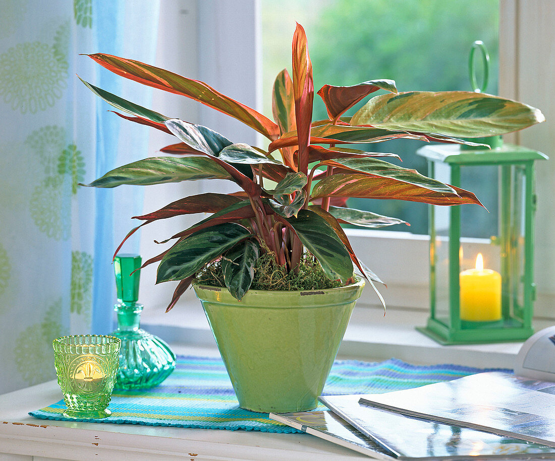 Stromanthe sanguinea (flower mary) in conical green pot