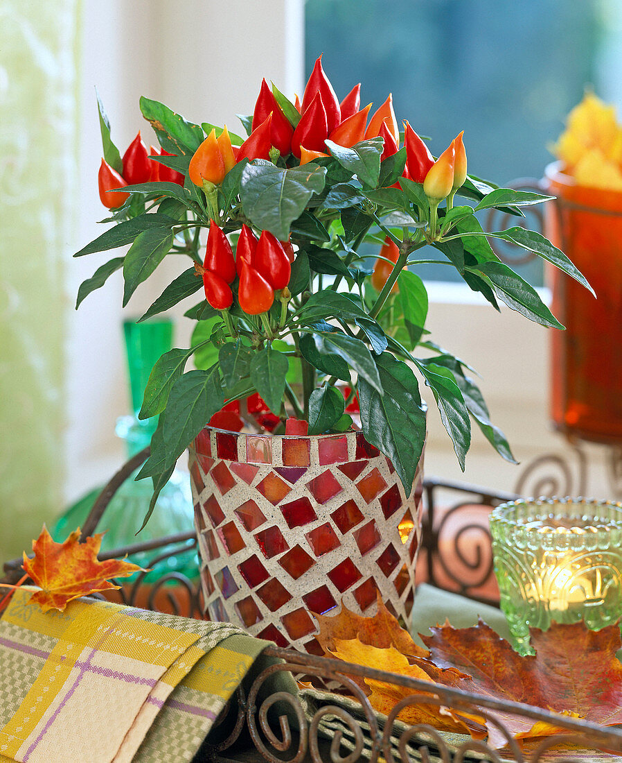 Capsicum annuum (ornamental pepper) in mosaic pot, tin tray, autumn leaves
