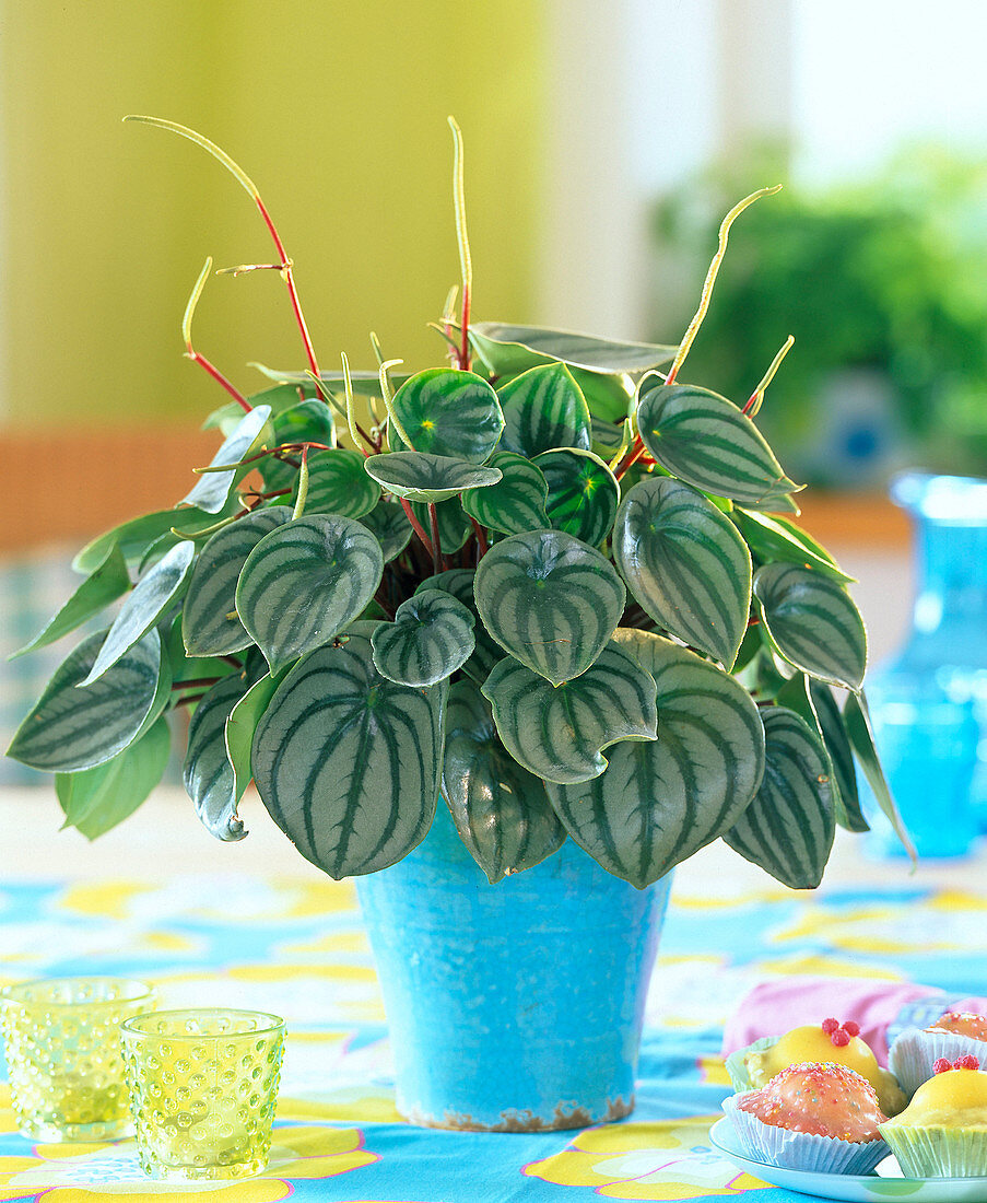 Peperomia 'Watermelon' (dwarf pepper) in a blue pot