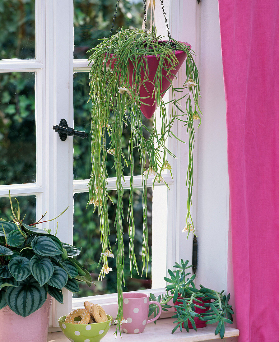 Hoya linearis, Peperomia 'Watermelon', Sedum