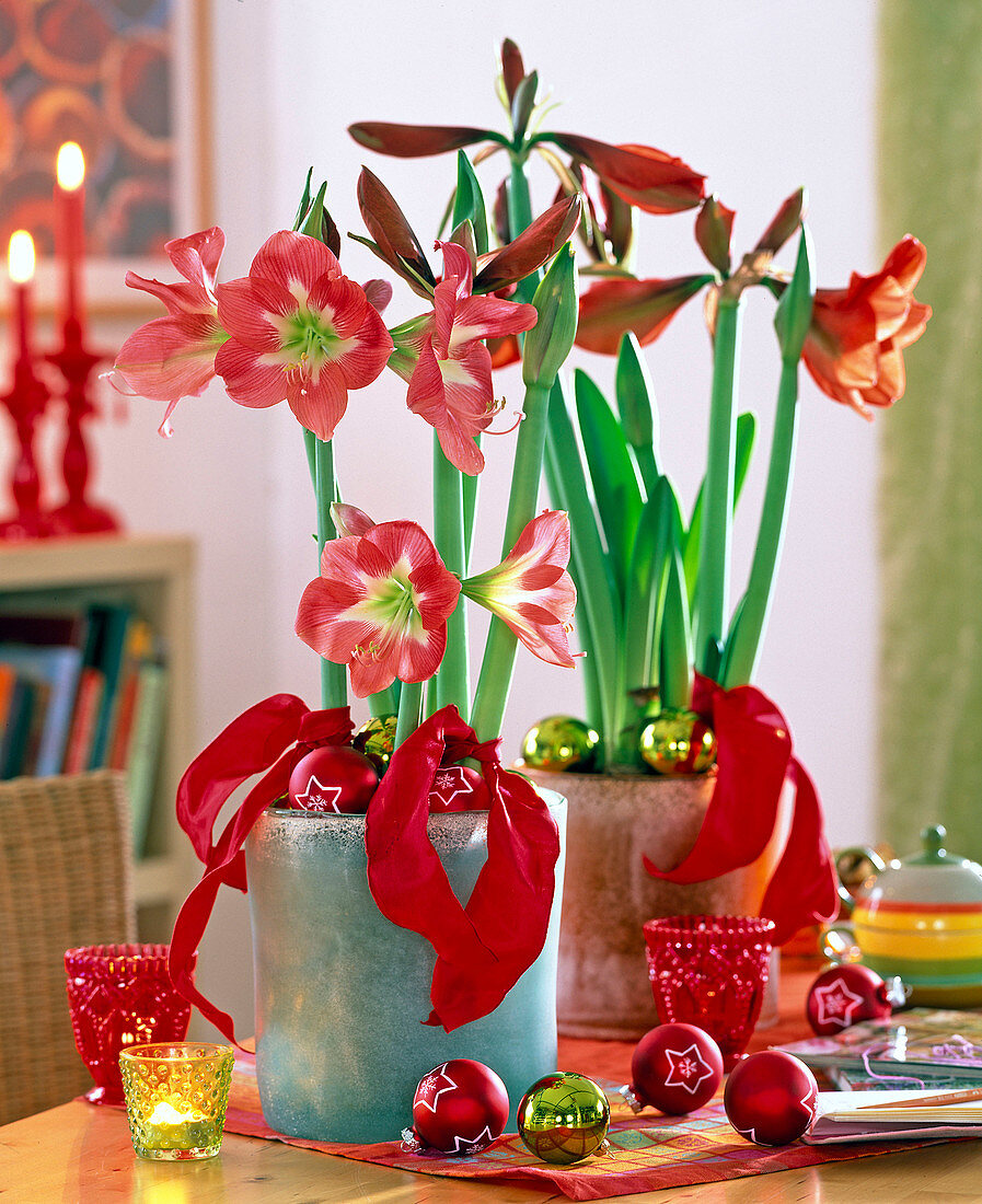 Hippeastrum (Amaryllis) in glass pots, Christmas balls, bows