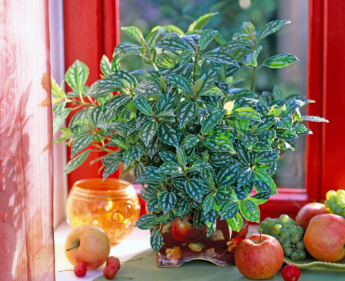 Pilea cardierei (cannon flower) in a painted metal pot, Malus (apples), Vitis