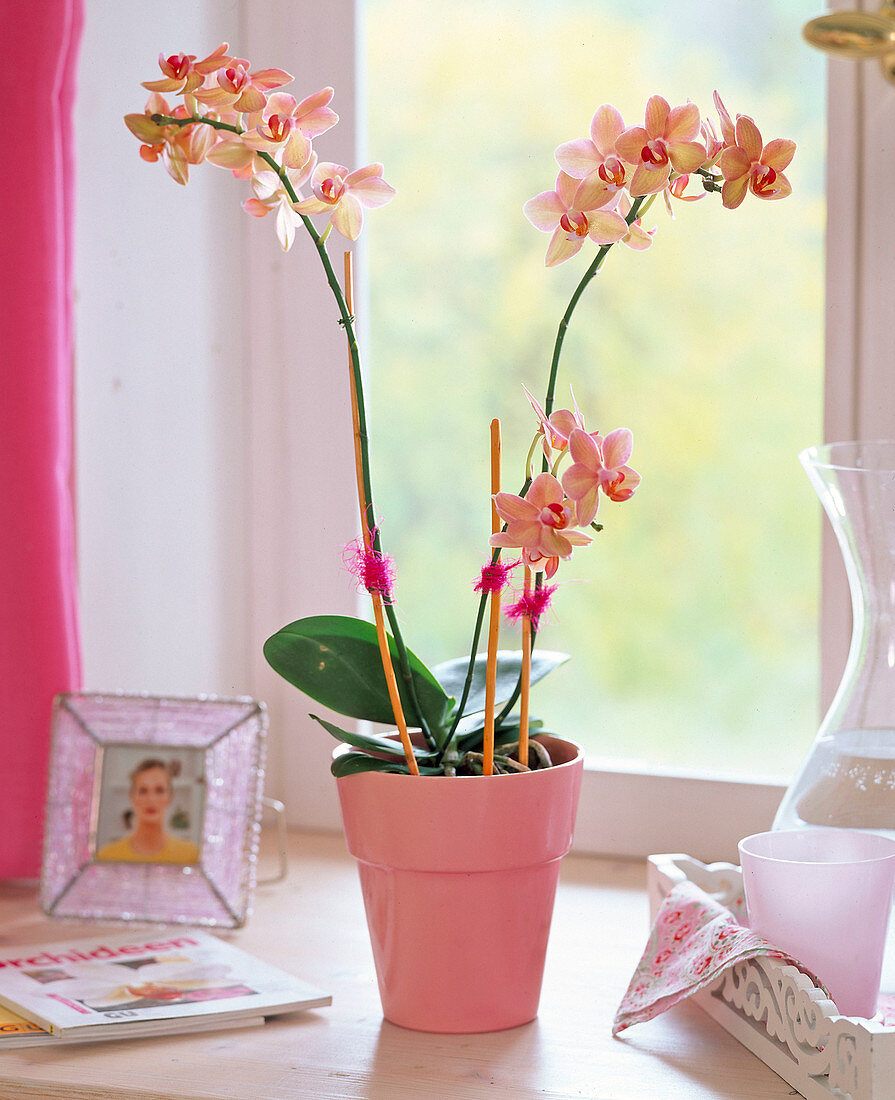 Phalaenopsis (Malay flower, butterfly orchid)