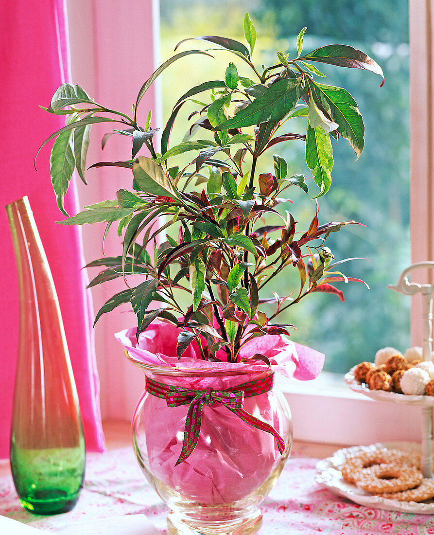 Barleria obtusa 'Chamäleon' (Buschveilchen), in Glas mit Seidenpapier