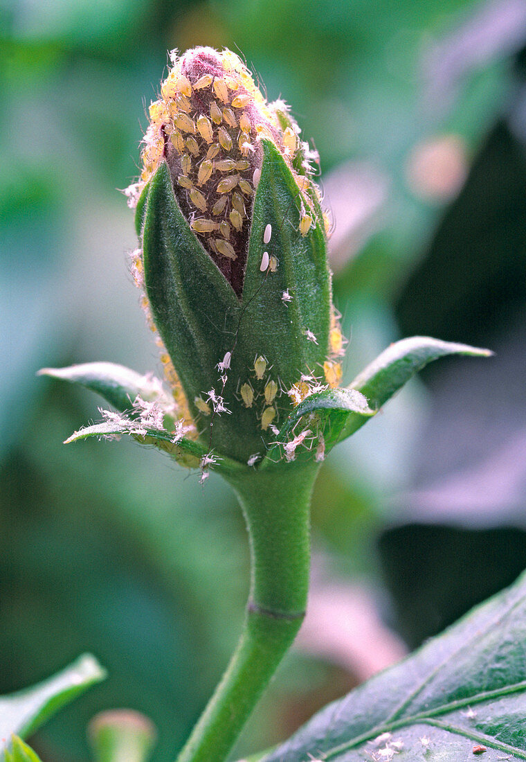 Aphids on bud of Hibiscus (rose marshmallow)