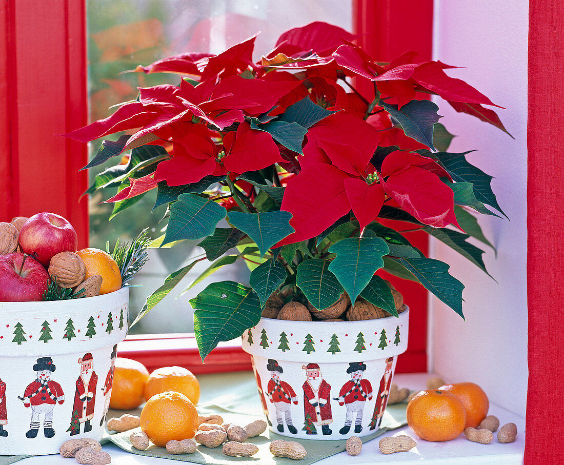 Euphorbia pulcherrima in a Christmas pot, Citrus