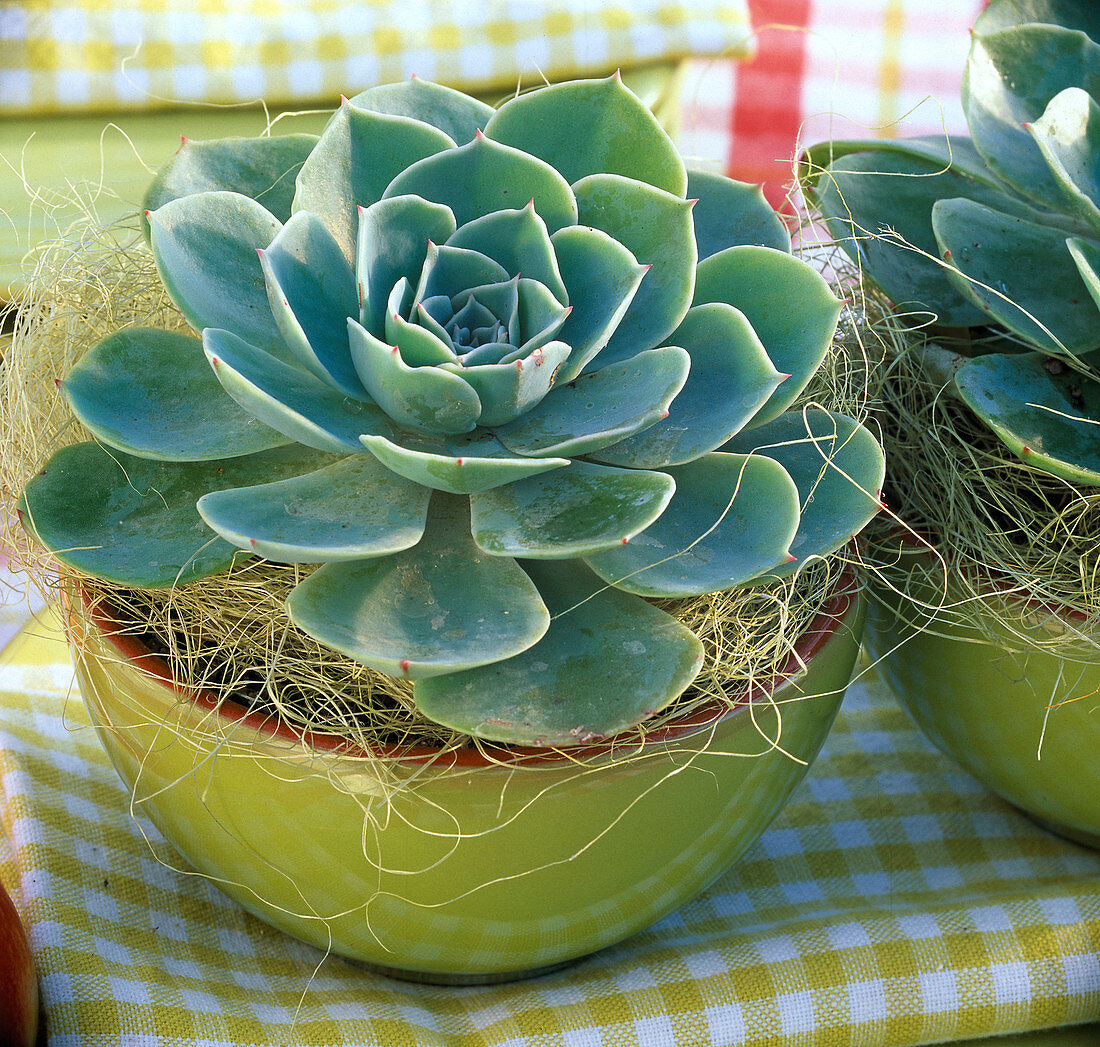 Echeveria 'Blue' (Echeveria) in green shell, yellow sisal