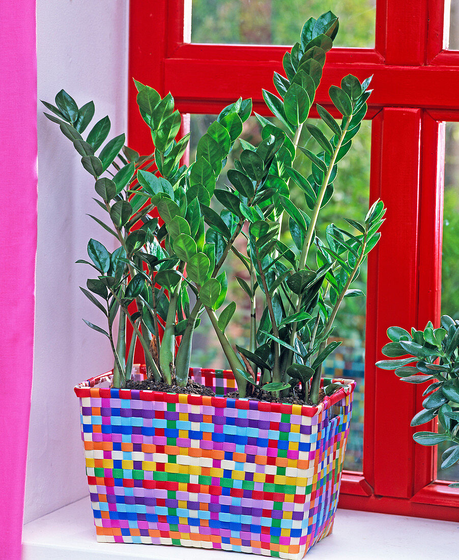 Zamioculcas zamiifolia (tropical root) in a colorful wicker basket