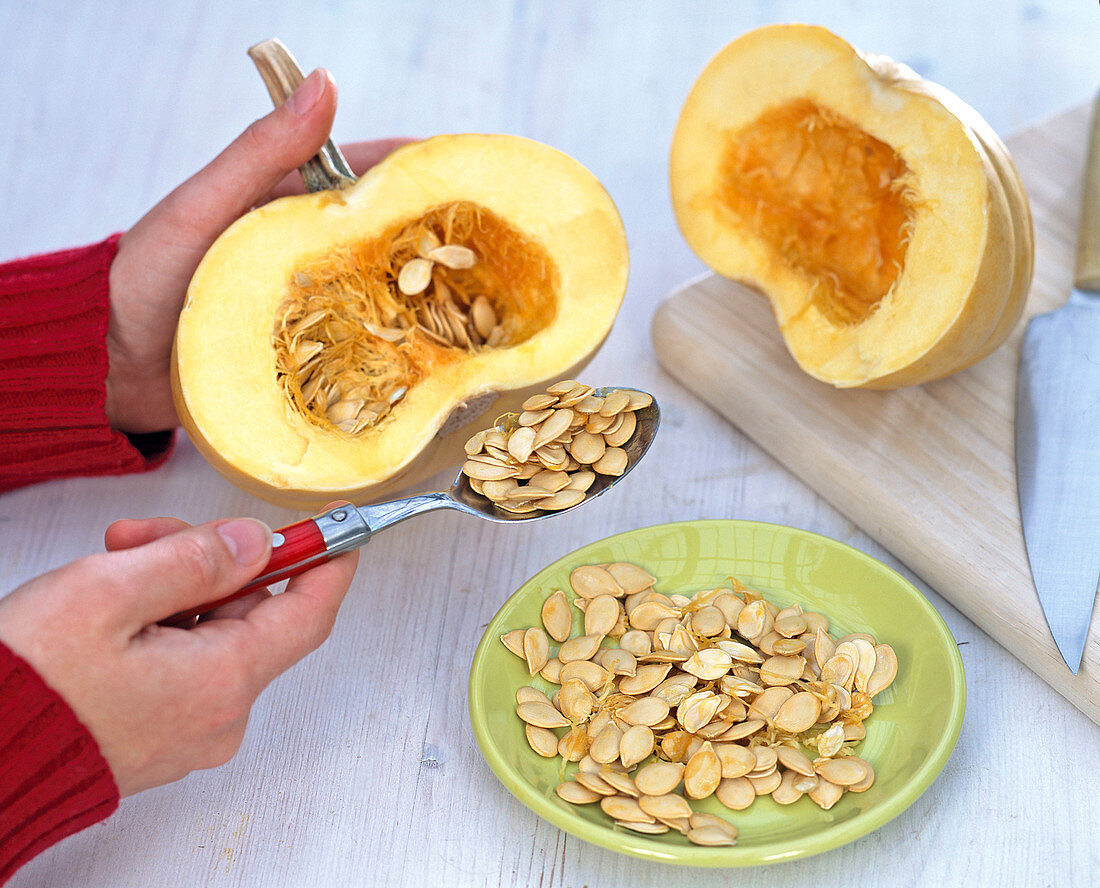 Cucurbita (pumpkin) spooning out seeds