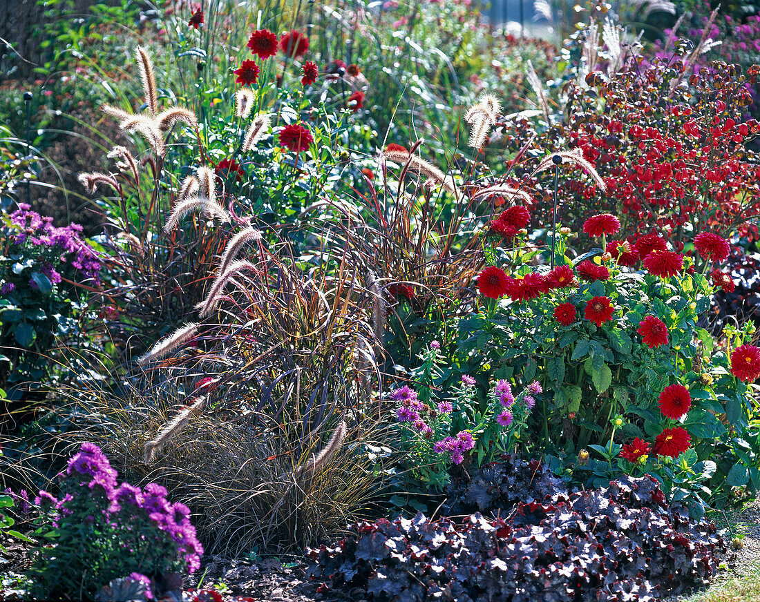 Autumn border with Pennisetum 'Rubrum' (feather bristle grass), Dahlia