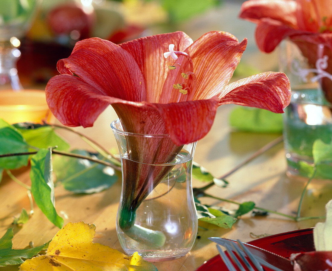 Hippeastrum, single flower in glass