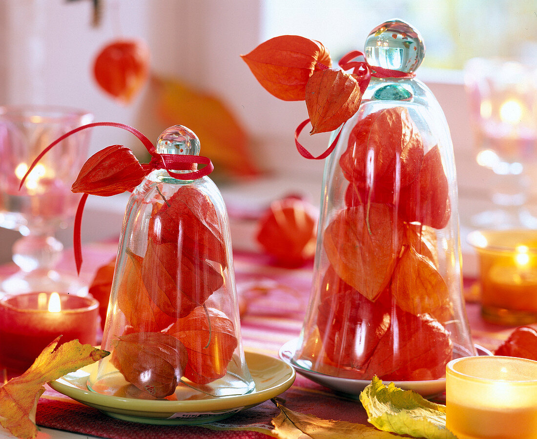 Physalis (lampion flower) under glass bells