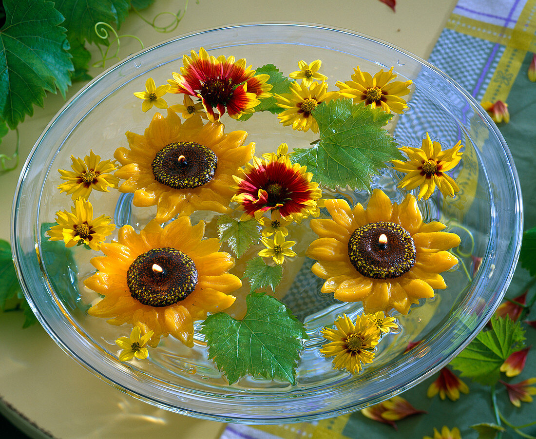 Coreopsis (girl's eye), Gaillardia (cocklebur), Vitis (vine leaves)