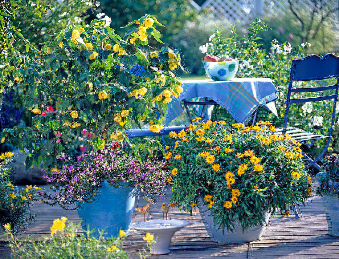 Helichrysum syn Bracteantha Dazette 'Gold' (Strawflower), Abutilon