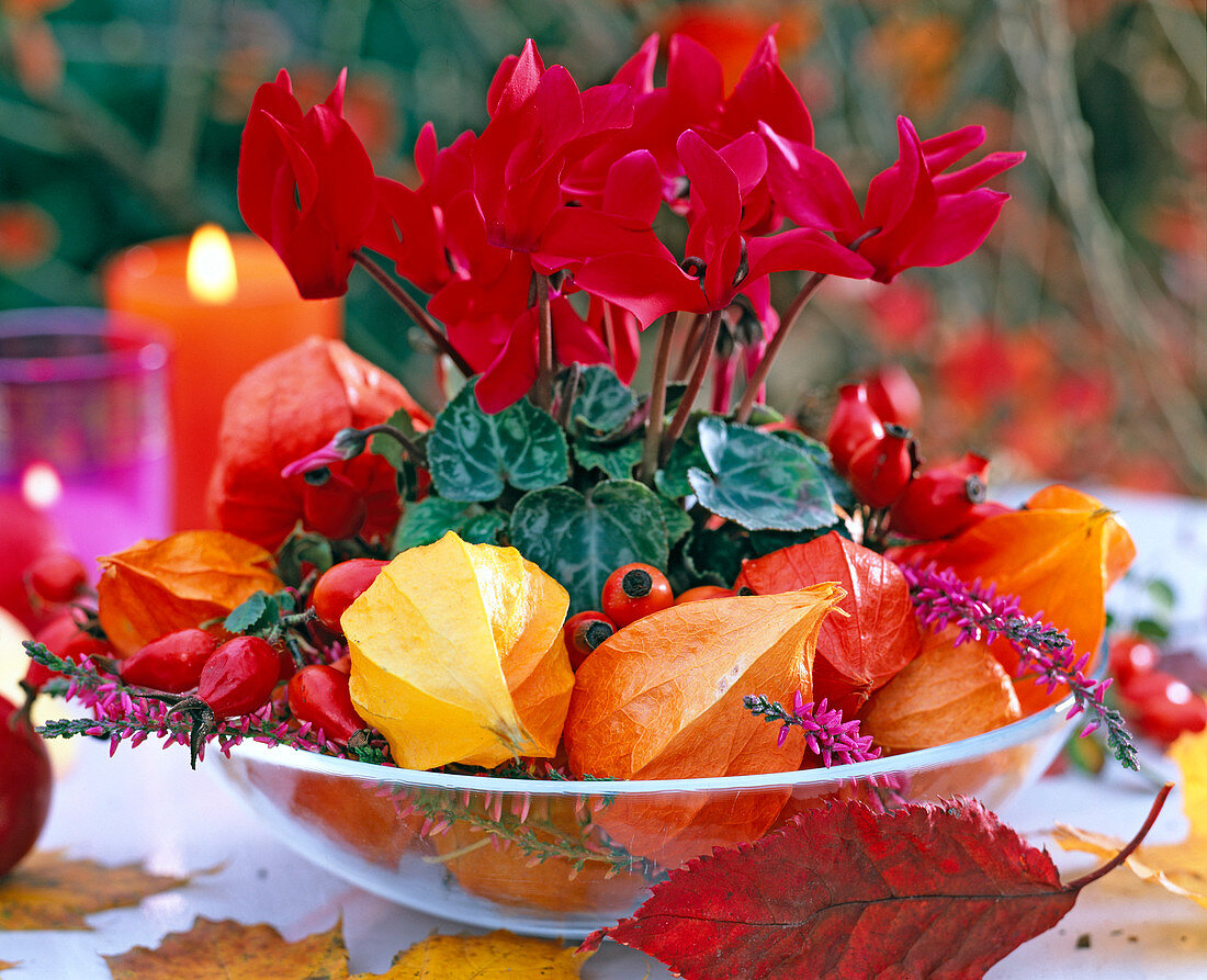 Cyclamen persicum, mini in glass bowl with physalis