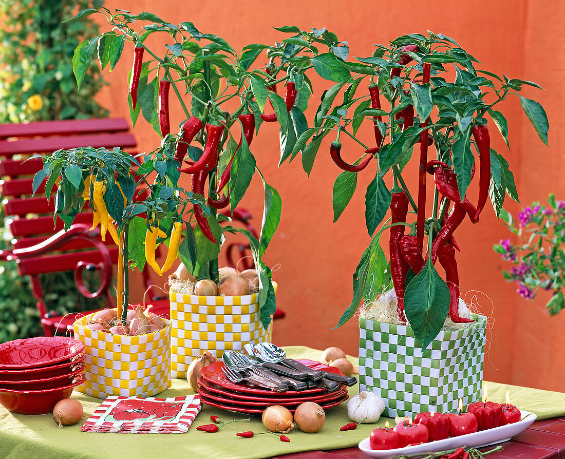 Capsicum frutescens (hot peppers) in chequered wicker baskets, Allium