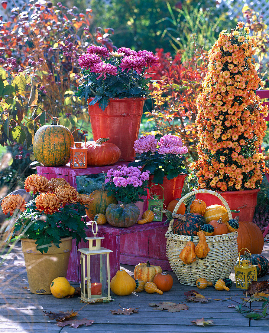 Chrysanthemum (autumn chrysanthemum, pyramid) 'Palü Bronce', 'Kalisto'