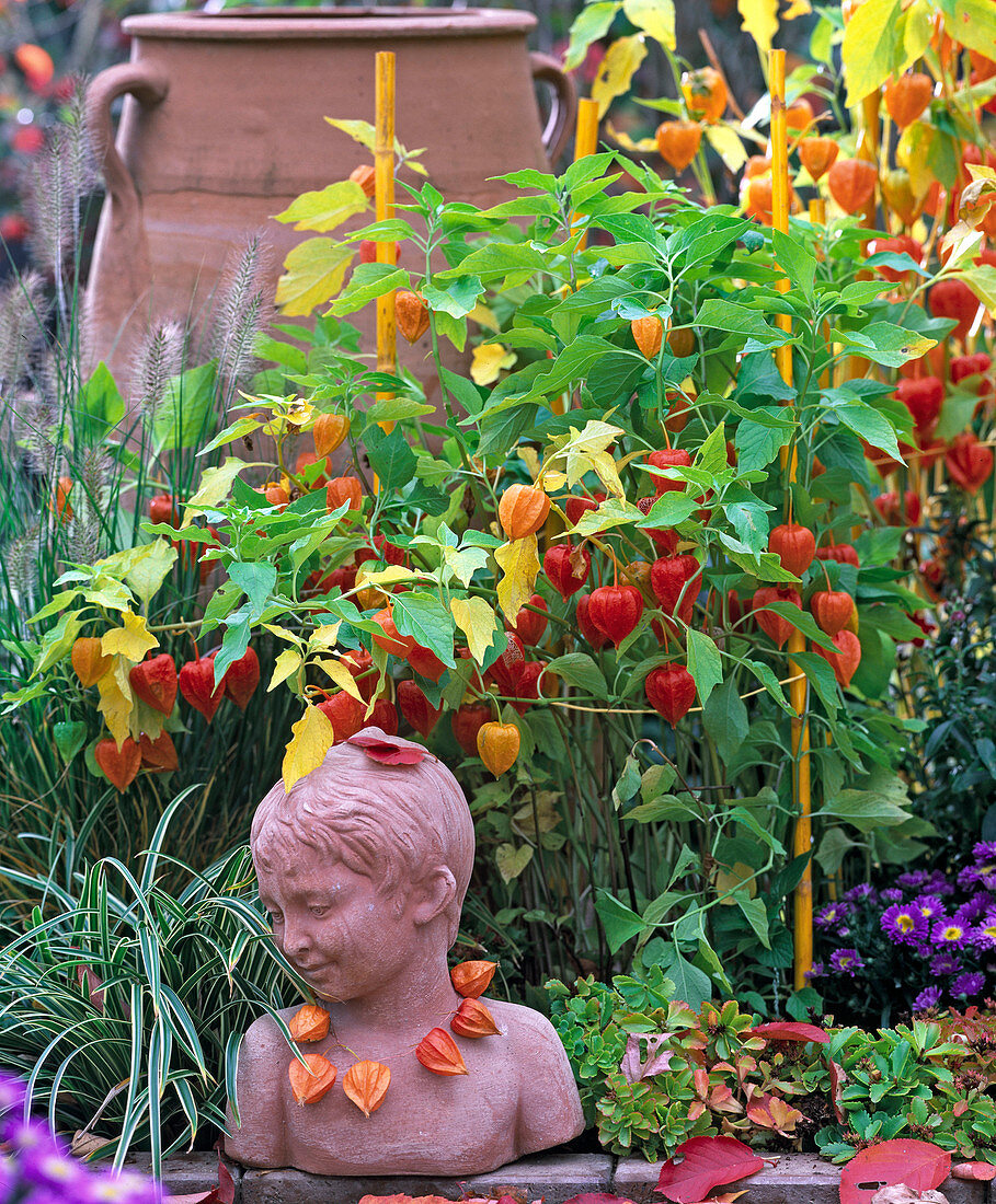 Physalis franchetii (Lampionblume), Carex morrowii (Segge)