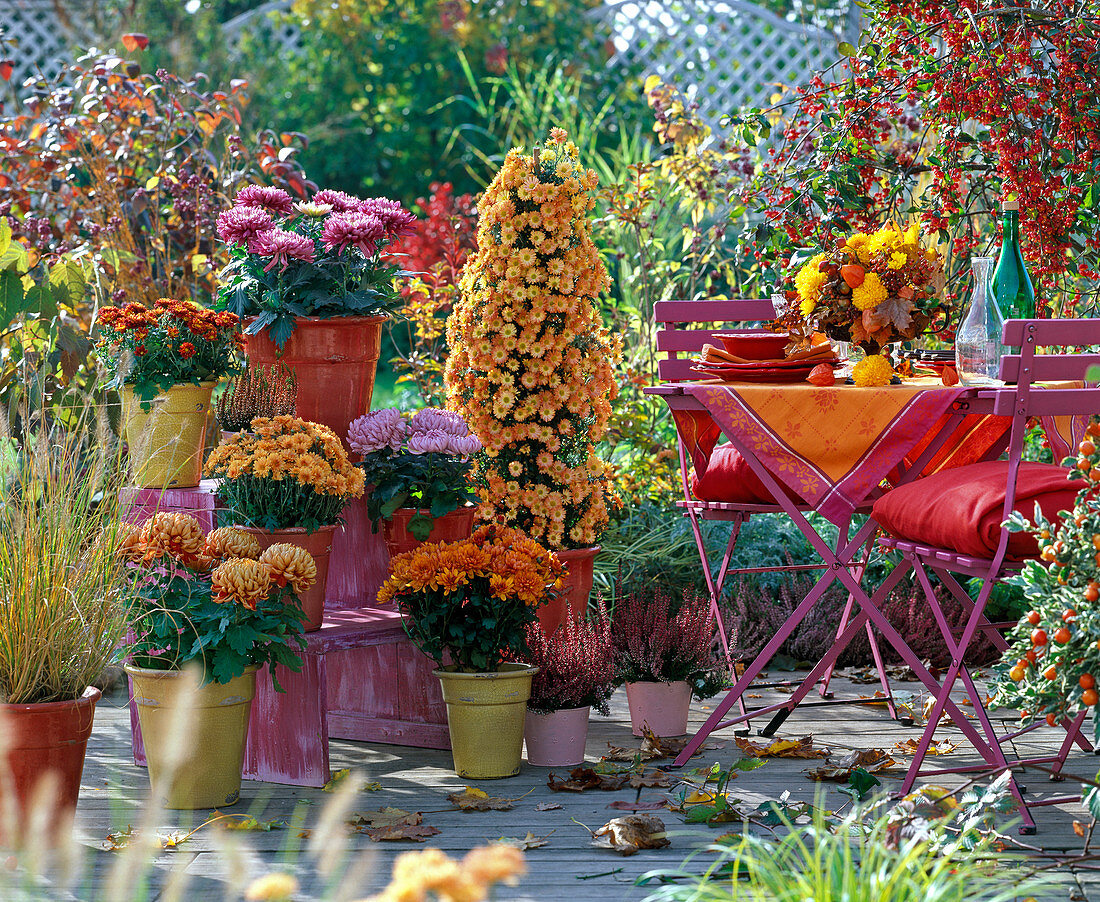 Chrysanthemum 'Palu Bronce', 'Kalisto', Yahou 'Luron'