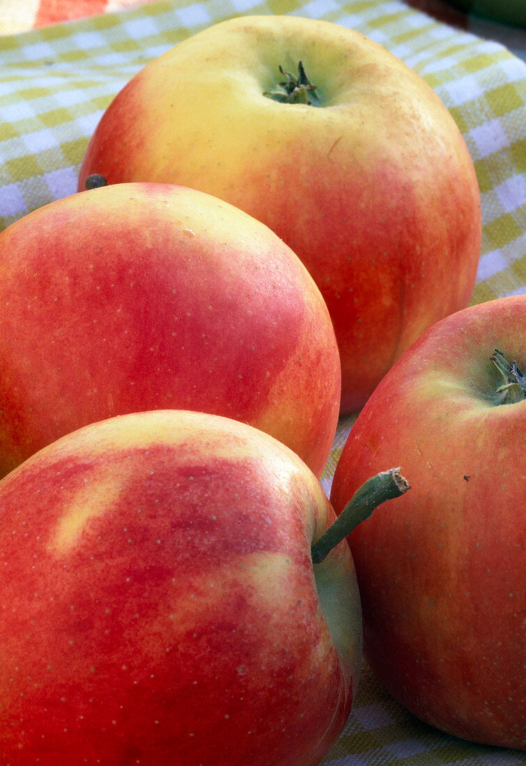 Malus 'Gala' (apple)