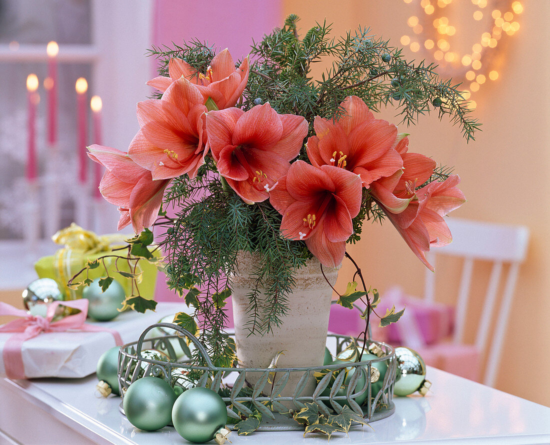 Hippeastrum, Juniperus (Juniper), Hedera (Ivy)