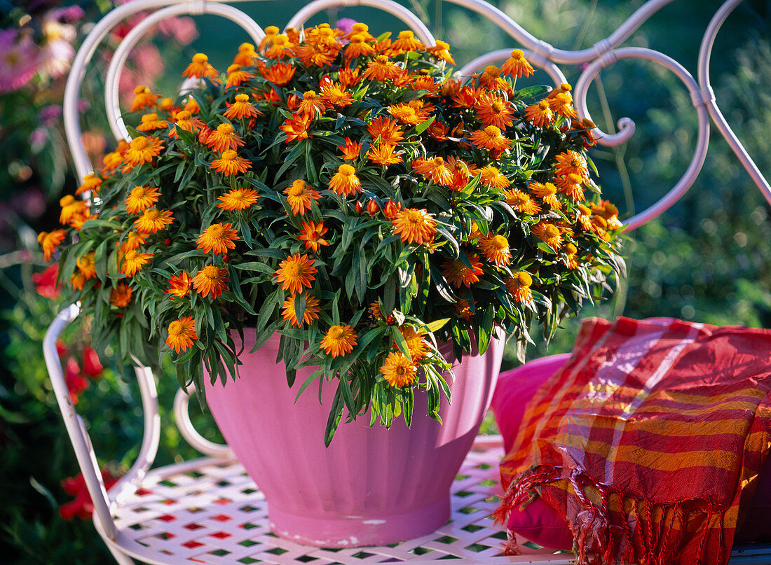 Helichrysum syn. Bracteantha Dazette 'Flame' (Strawflower) in pink pot