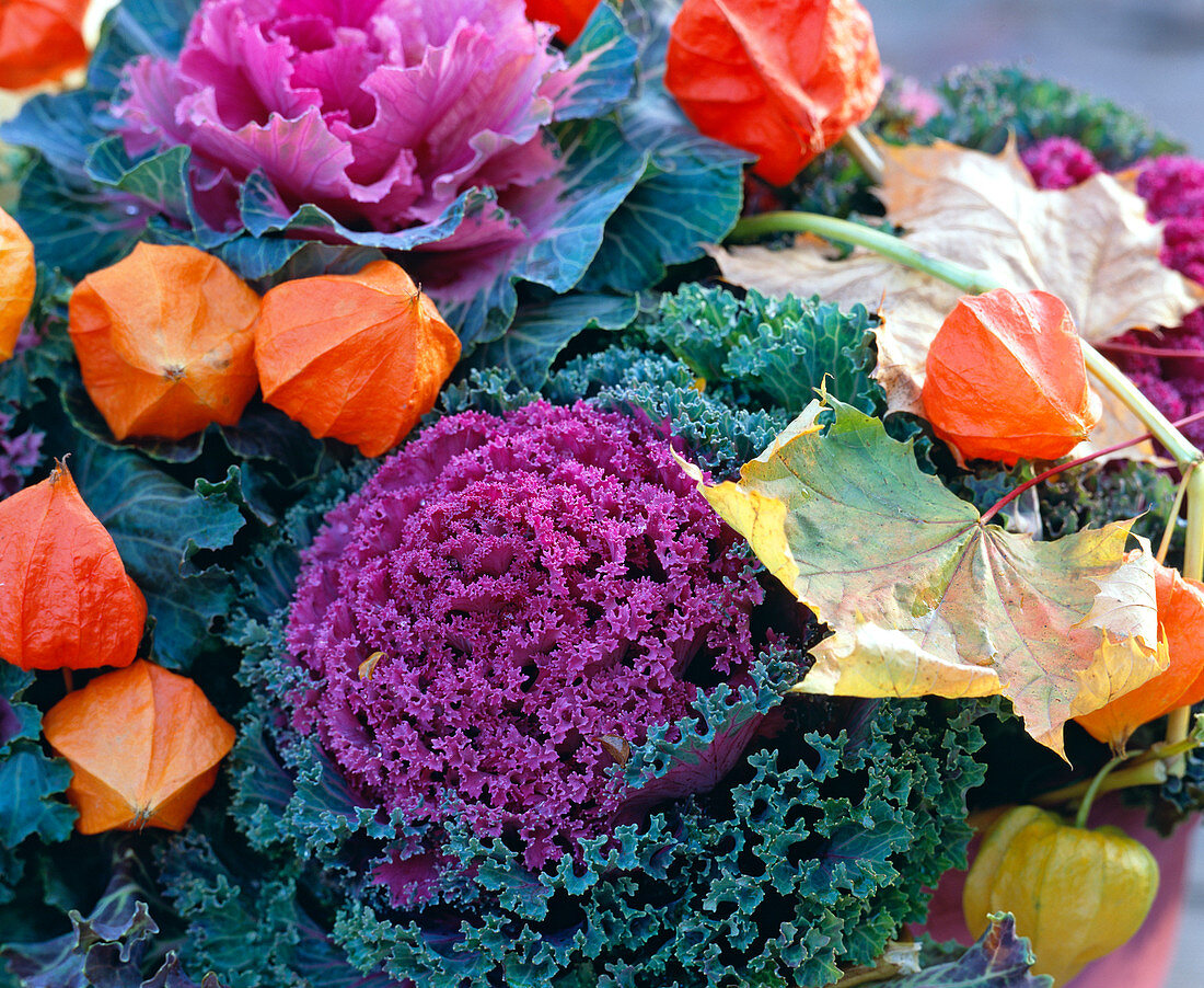 Brassica (ornamental cabbage), Physalis (lampion flower), autumn leaves