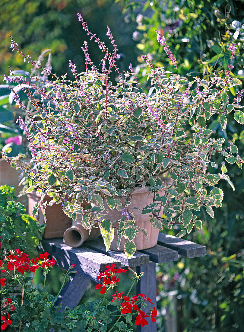 Plectranthus coleoides (Weihrauch), blühend, aufrecht, Pelargonium