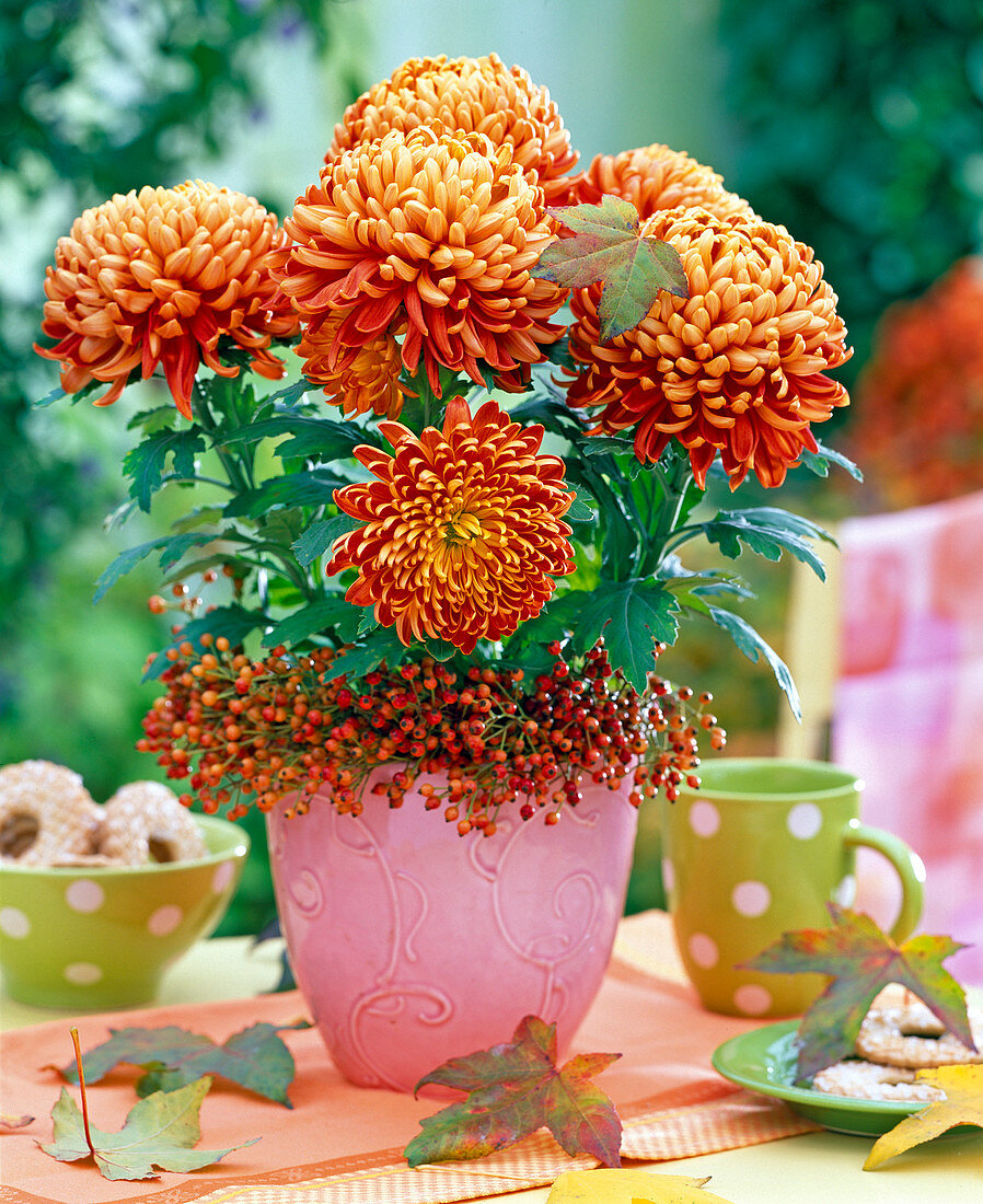 Chrysanthemum 'Palü Bronze' (großblumige Herbstchrysantheme), Kranz aus Rosa